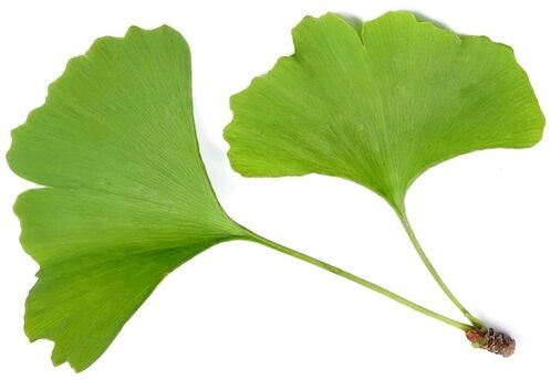 Insuvit vsebuje Ginkgo Bilobe